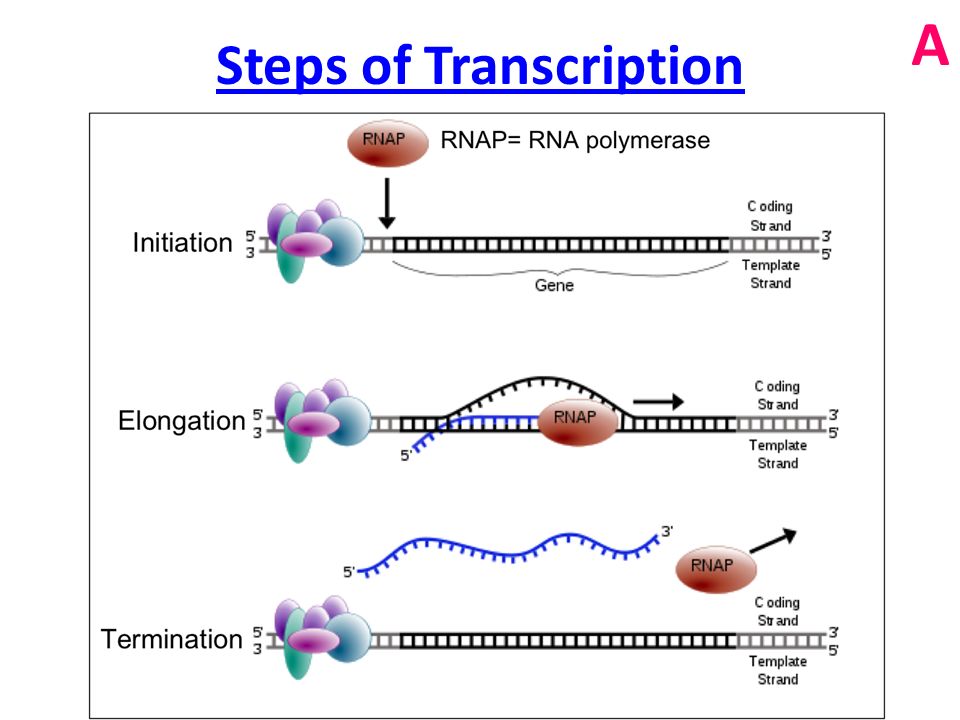 Рнк зависимая. РНК зависимая РНК полимераза. ДНК-зависимая РНК-полимераза. ДНК И РНК полимеразы. Структура ДНК зависимой РНК полимеразы.