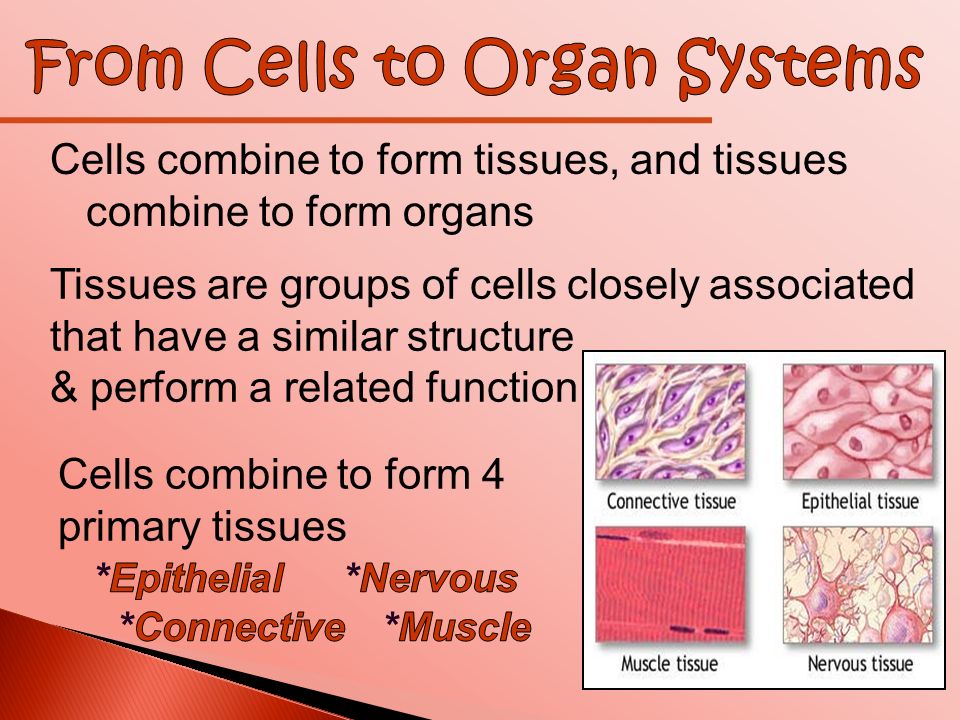 Cells combine to form tissues, and tissues combine to form organs Tissues  are groups of cells closely associated that have a similar structure &  perform. - ppt download
