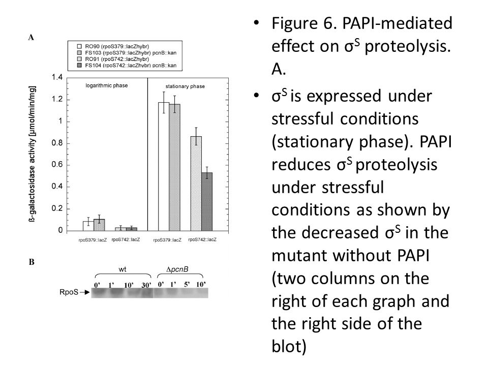 Figure 6. PAPI-mediated effect on σ S proteolysis.