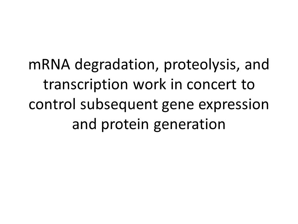 mRNA degradation, proteolysis, and transcription work in concert to control subsequent gene expression and protein generation