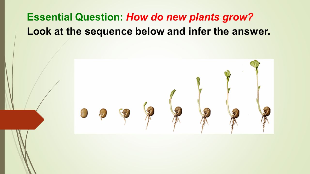 Essential Question How Do New Plants Grow Look At The - 