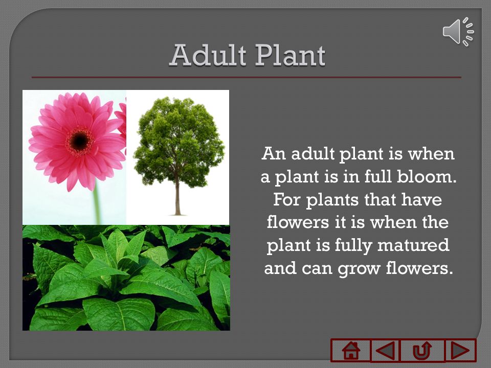 Seeds Seedling Wilted Plant Adult Plant Adolescent Click on Pictures to  navigate through the lesson. - ppt download