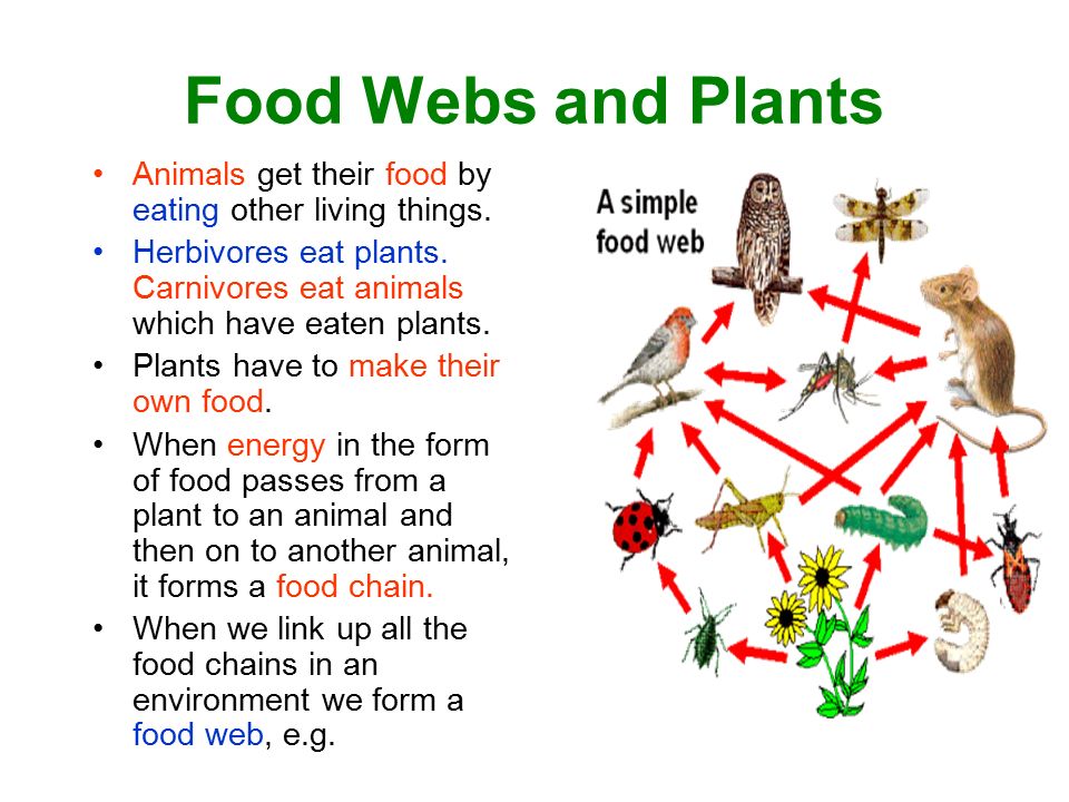 World of Plants Sub topic (c) Making food. Food Webs and Plants Animals get  their food by eating other living things. Herbivores eat plants.  Carnivores. - ppt download