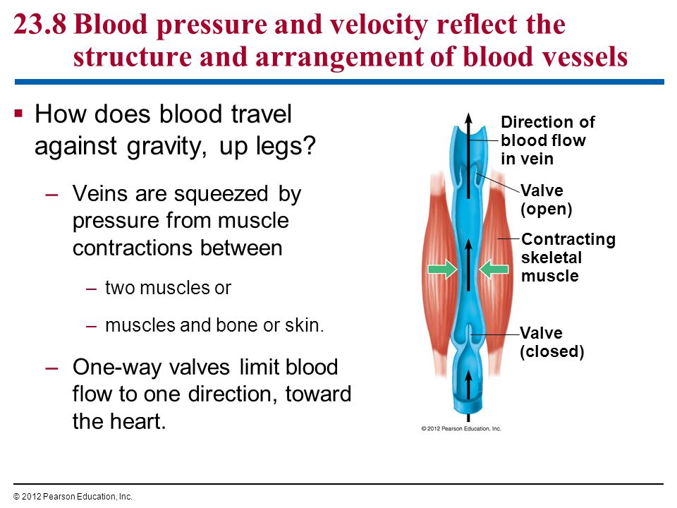23.8 Blood pressure and velocity reflect the structure and arrangement of blood vessels  How does blood travel against gravity, up legs.
