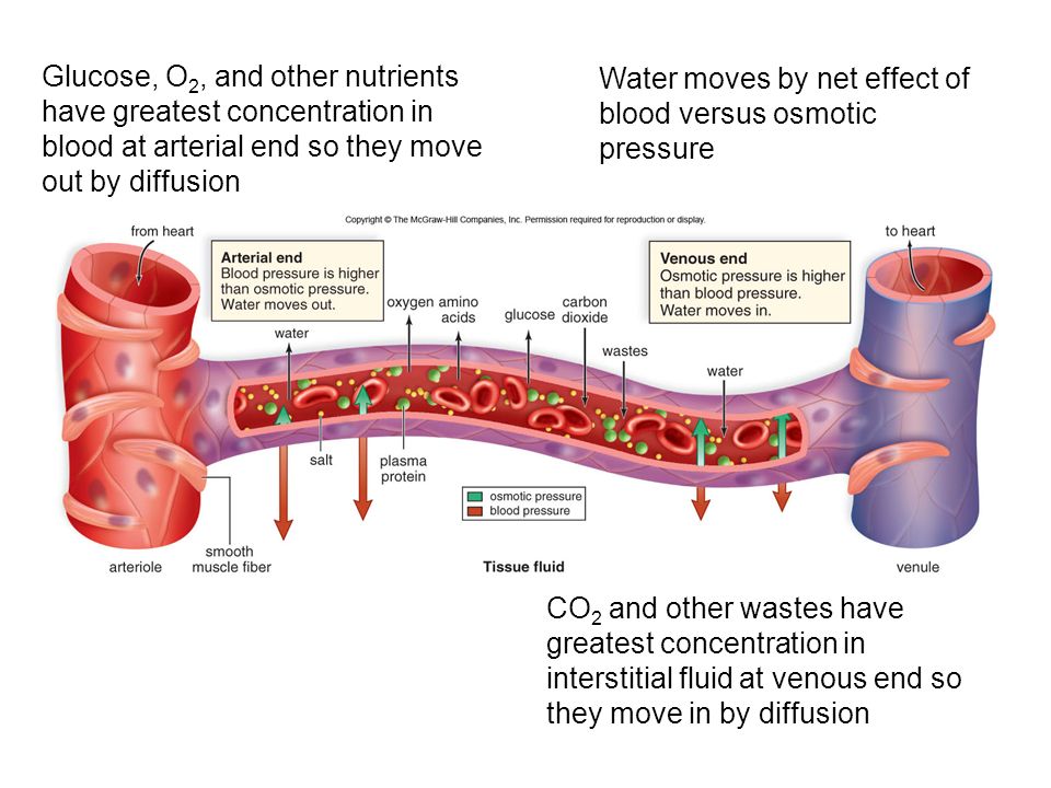 Glucose, O 2, and other nutrients have greatest concentration in blood at arterial end so they move out by diffusion CO 2 and other wastes have greatest concentration in interstitial fluid at venous end so they move in by diffusion Water moves by net effect of blood versus osmotic pressure