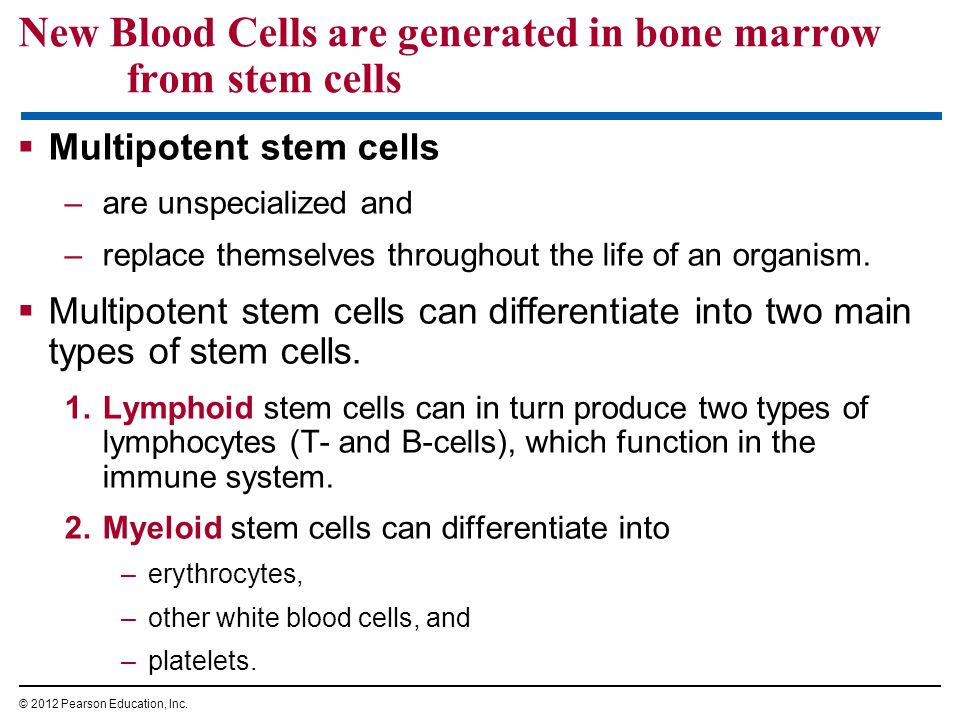 New Blood Cells are generated in bone marrow from stem cells  Multipotent stem cells –are unspecialized and –replace themselves throughout the life of an organism.