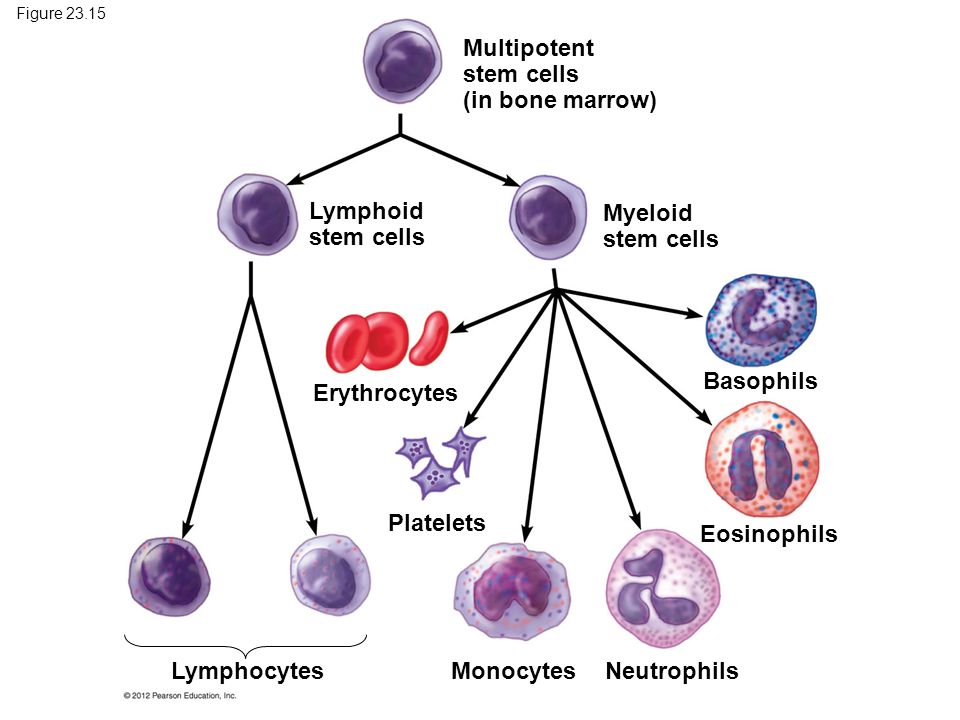 Figure Lymphocytes Monocytes Neutrophils Eosinophils Basophils Myeloid stem cells Platelets Erythrocytes Lymphoid stem cells Multipotent stem cells (in bone marrow)