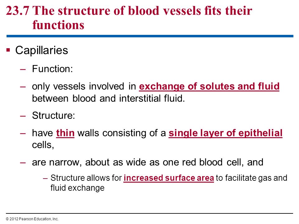 23.7 The structure of blood vessels fits their functions  Capillaries –Function: –only vessels involved in exchange of solutes and fluid between blood and interstitial fluid.