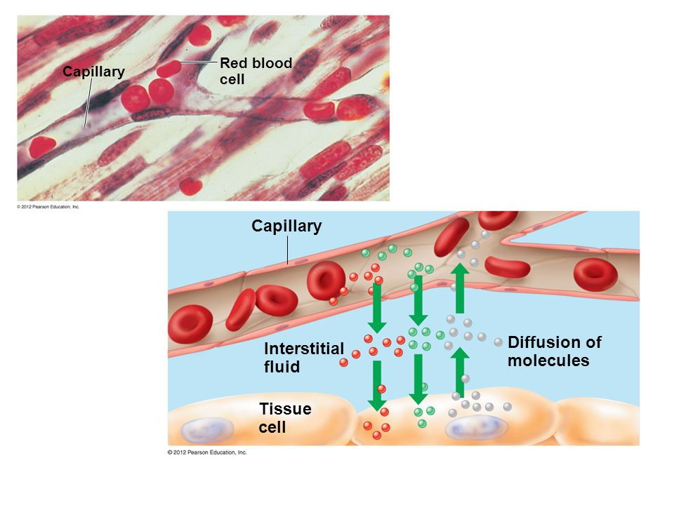 Capillary Red blood cell Capillary Interstitial fluid Tissue cell Diffusion of molecules