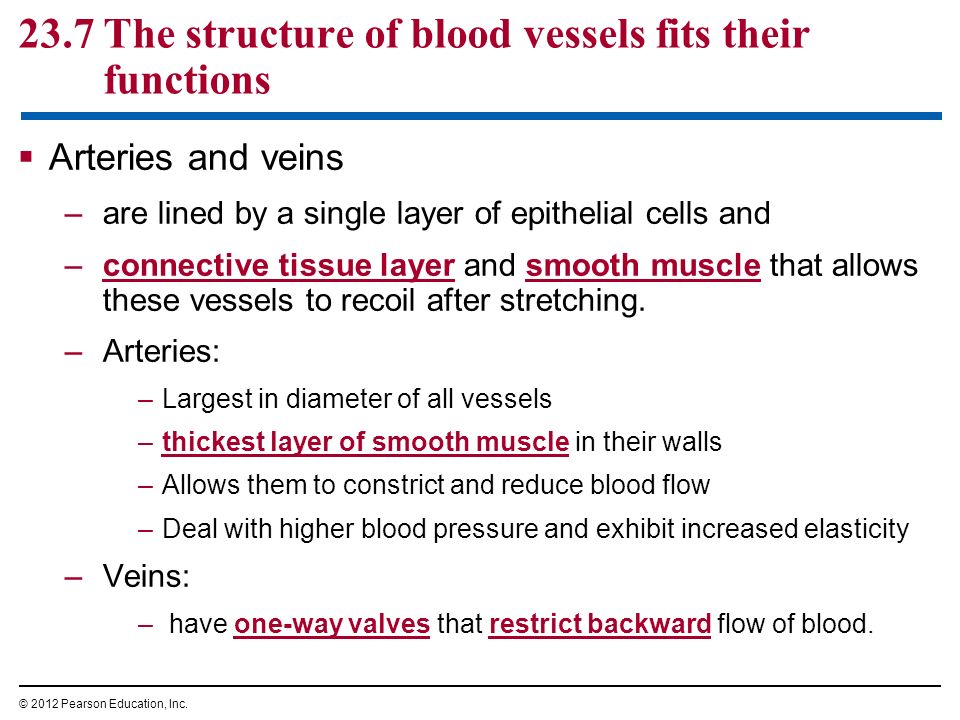 23.7 The structure of blood vessels fits their functions  Arteries and veins –are lined by a single layer of epithelial cells and –connective tissue layer and smooth muscle that allows these vessels to recoil after stretching.