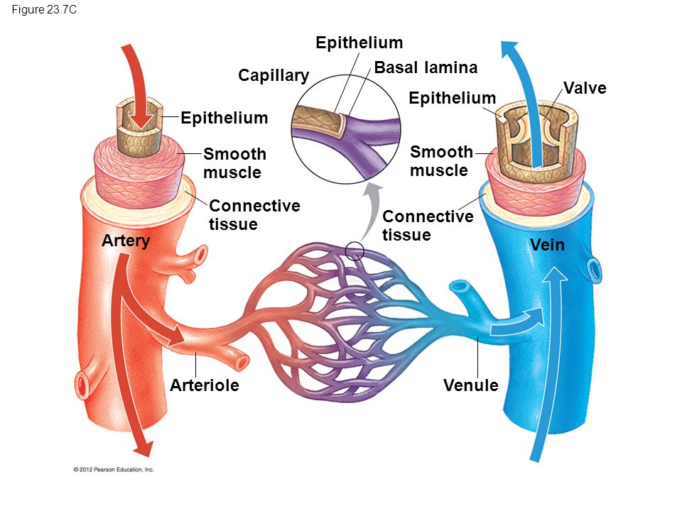 Figure 23.7C Capillary Epithelium Smooth muscle Epithelium Smooth muscle Basal lamina Connective tissue Artery ArterioleVenule Vein Valve