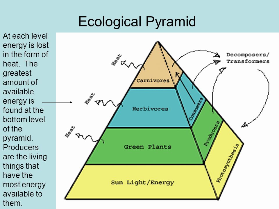 Of each level of the. Экологическая пирамида. Пирамида экосистемы. Экологическая пирамида хвойного леса. Экологическая пирамида гор.