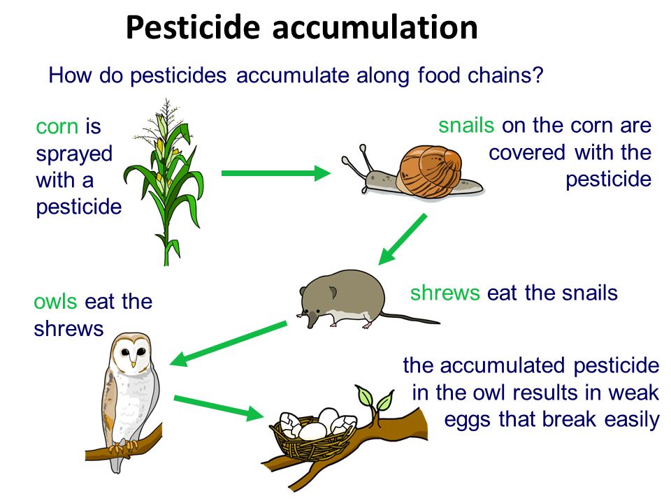 Pesticides In Food Chain Biology Diagrams