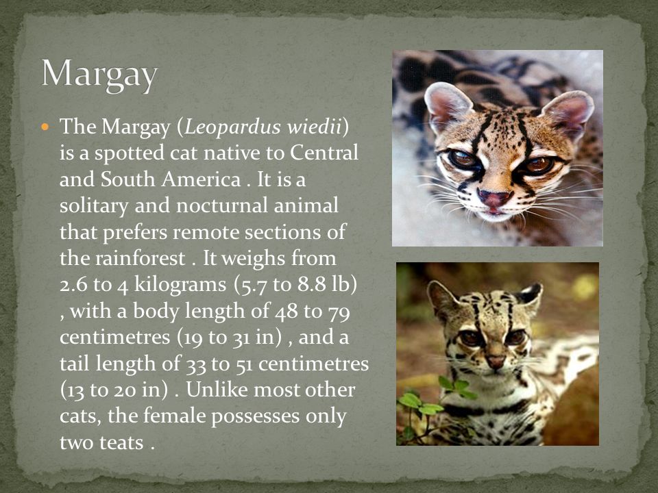 The Margay (Leopardus wiedii) is a spotted cat native to Central and South America.