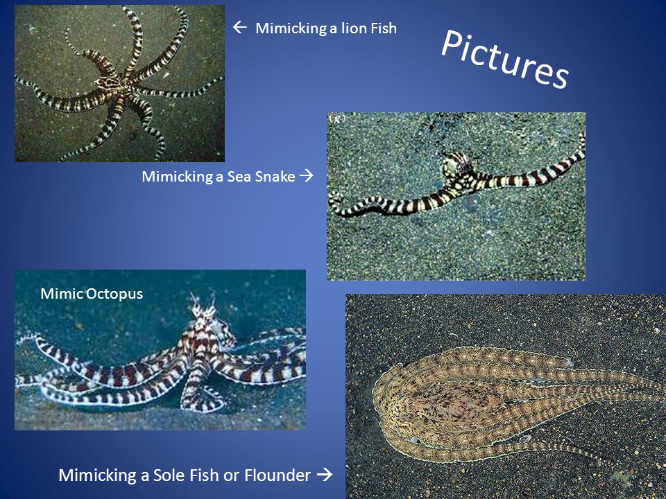 mimic octopus by kaitlyn