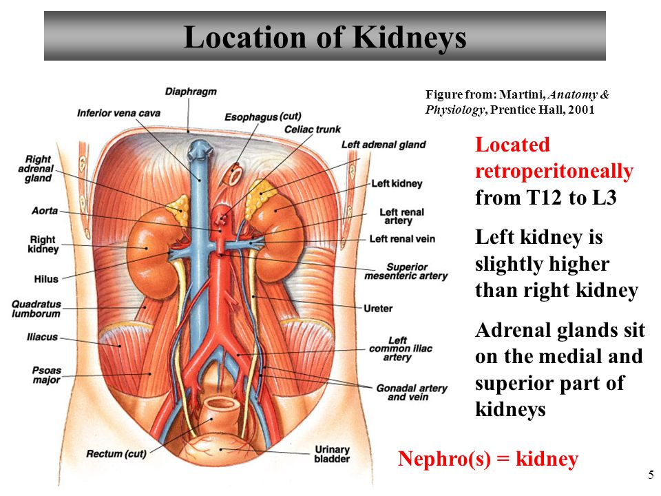 ...2001 Located retroperitoneally from T12 to L3 Left kidney is slightly hi...