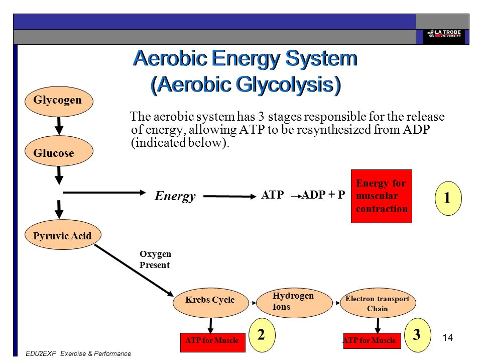 Glycolytic energy system sale