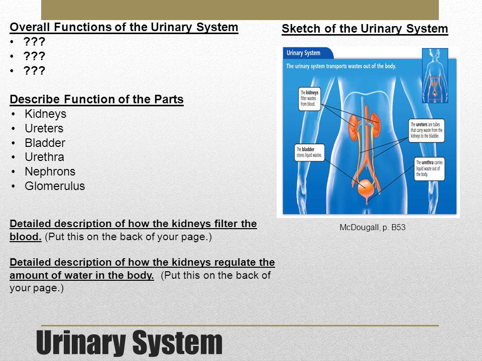 Urinary System Overall Functions of the Urinary System .