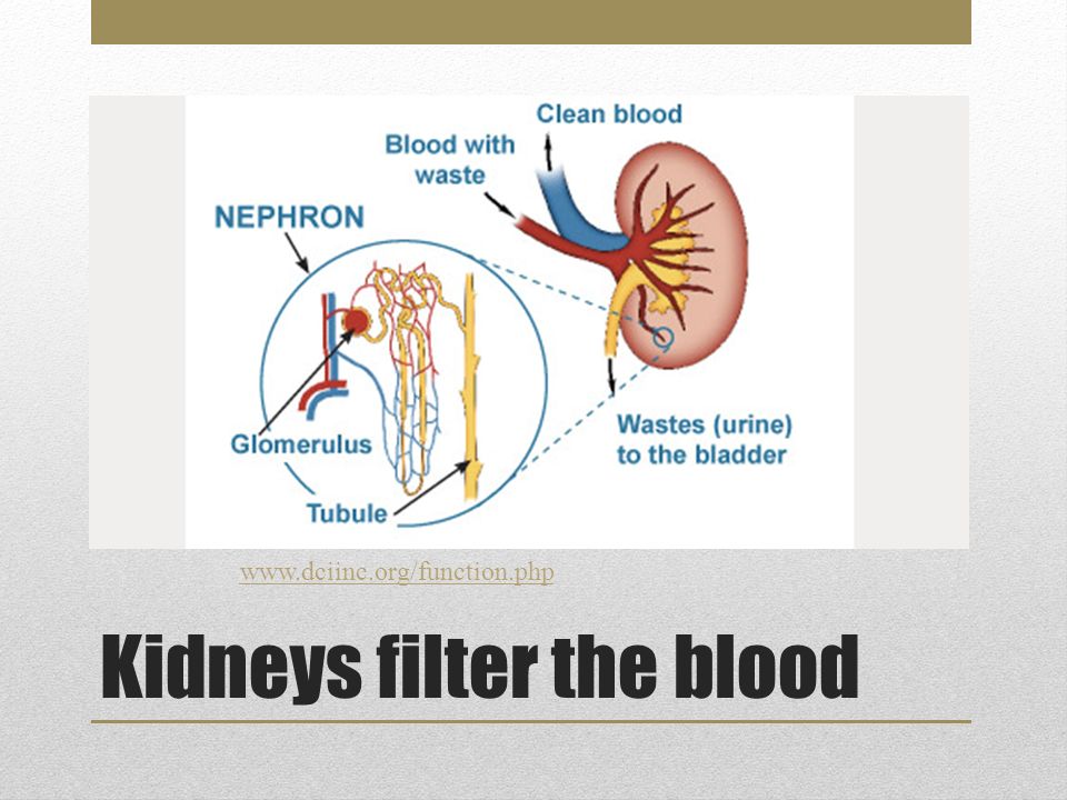Kidneys filter the blood
