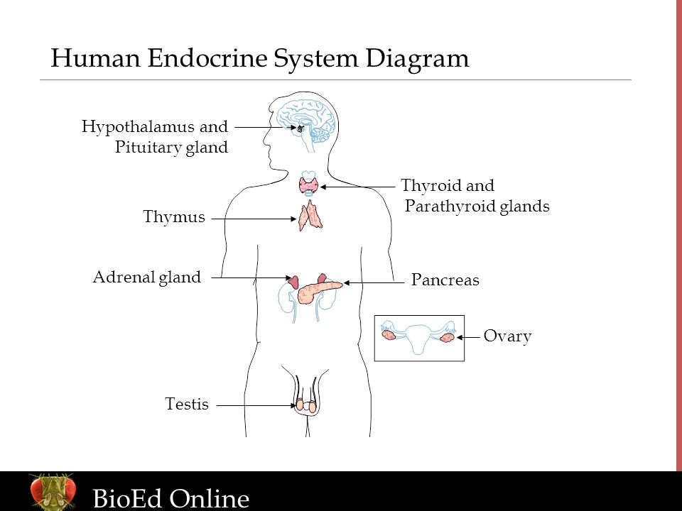 Human Endocrine System Diagram Hypothalamus and Pituitary gland Thyroid and Parathyroid glands Thymus Adrenal gland Pancreas Ovary Testis BioEd Online