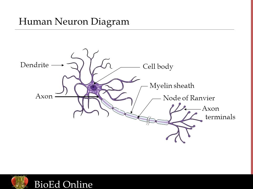 Human Neuron Diagram Dendrite Axon terminals Cell body Axon Myelin sheath Node of Ranvier BioEd Online