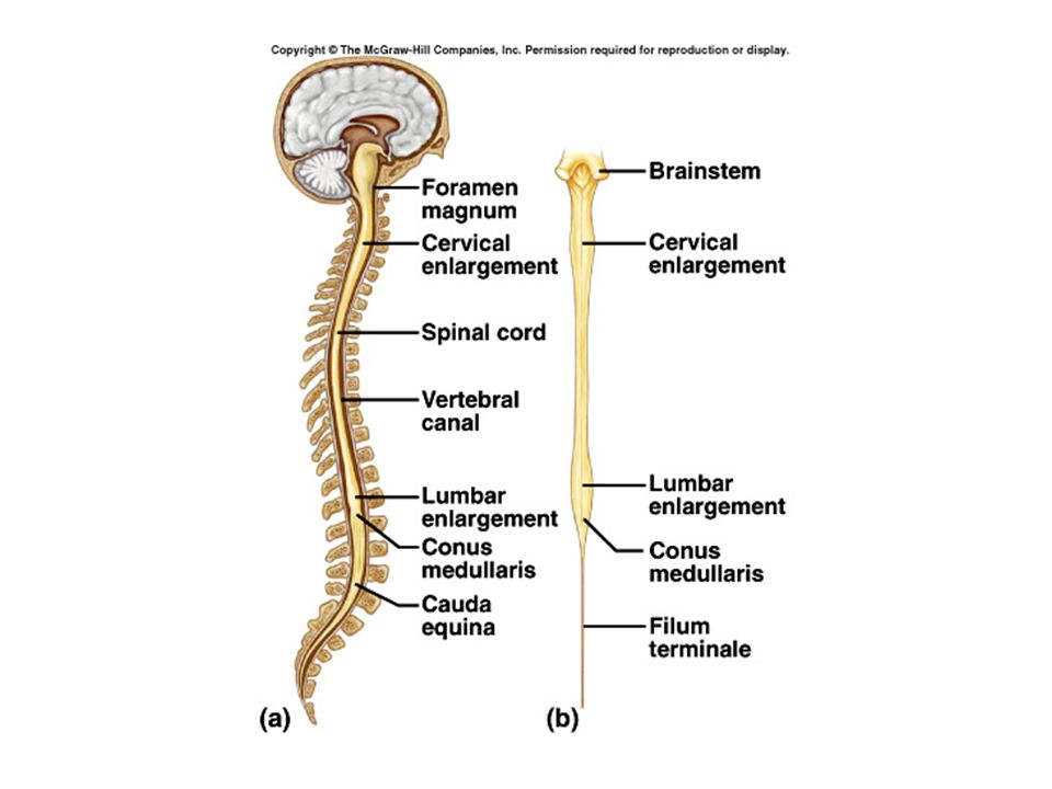 Spinal brain. Центральная нервная система. Wtynhfkmyfzнервная система человека. Central nervous System. Нервная система на латинском.