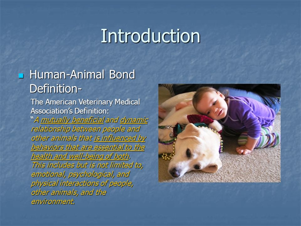 The Human-Animal Bond Office Management. Introduction Human-Animal Bond  Definition- Human-Animal Bond Definition- The American Veterinary Medical  Association's. - ppt download