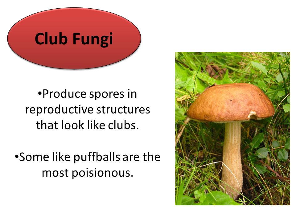 Characteristics Of Fungus Eukaryotes Have Cell Walls Heterotrophs Must Consume Food For Energy They Feed By Absorbing Their Food Use Spores To Reproduce Ppt Download