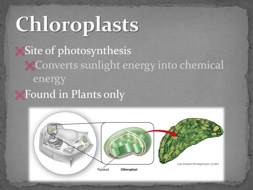 Site of photosynthesis  Converts sunlight energy into chemical energy  Found in Plants only