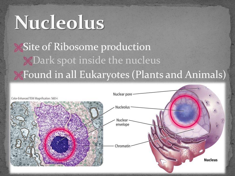 Site of Ribosome production  Dark spot inside the nucleus  Found in all Eukaryotes (Plants and Animals)