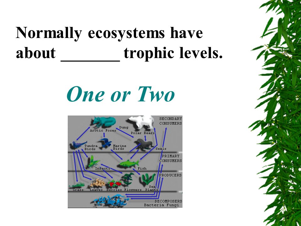 Primary consumers in ecosystems are: Herbivores