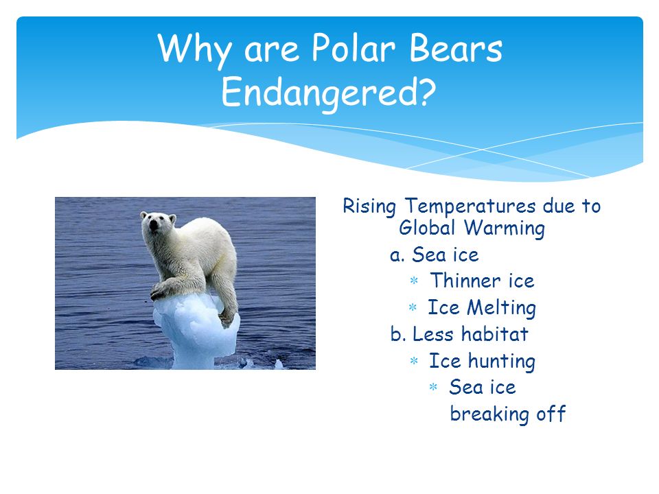Under bear перевод. Английский язык Polar Bears. Полярный медведь на английском. Polar Bears are endangered. Polar Bear endangered animals.