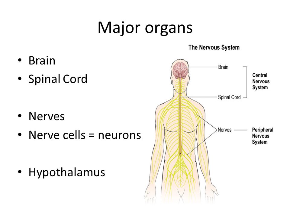 Окружающий мир 3 класс нервная система человека. Нервная система. Нервная система человека. Нервная система человека 3 класс. Нервная система система человека 3 класс.