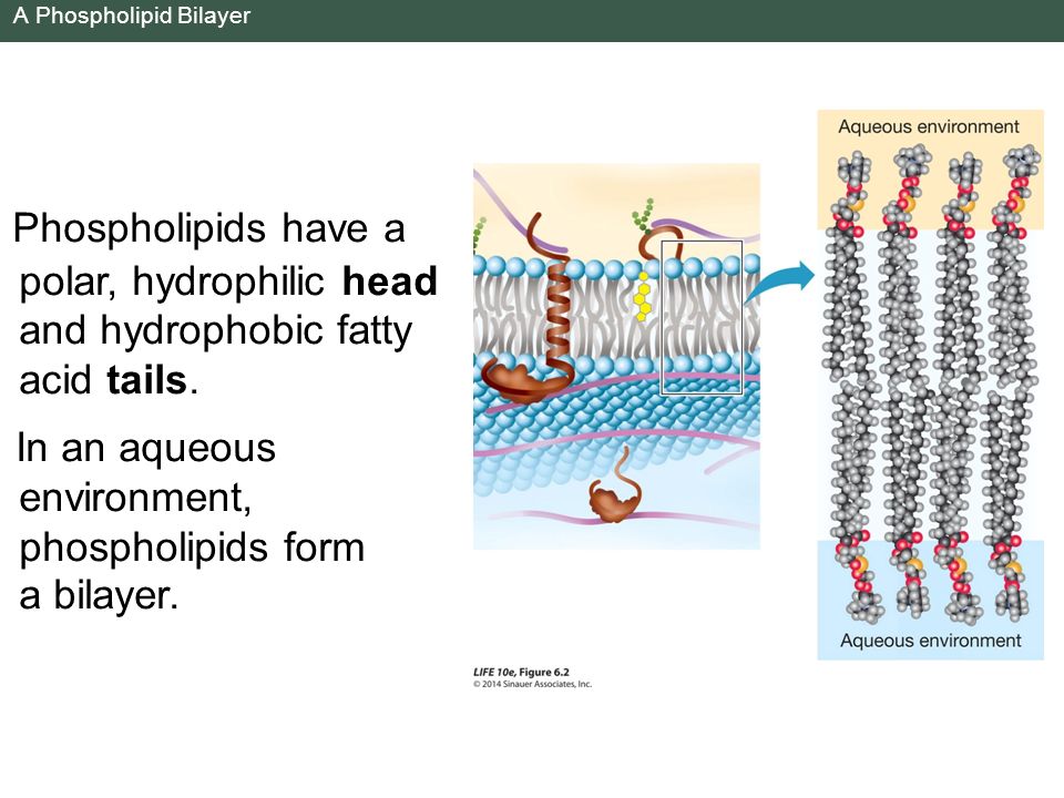 A Phospholipid Bilayer Phospholipids have a polar, hydrophilic head and hydrophobic fatty acid tails.