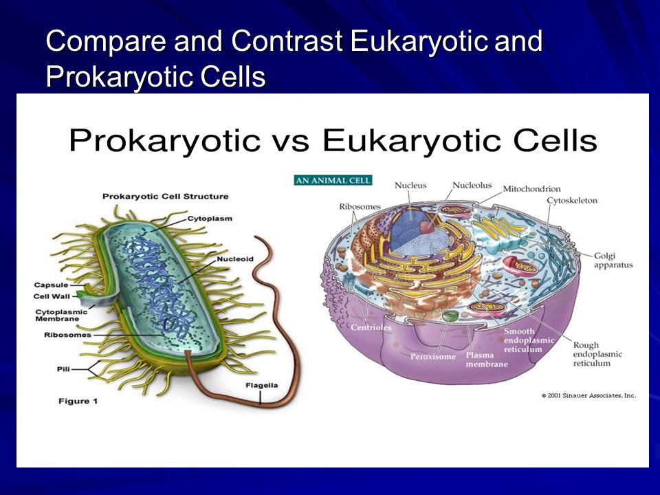 Def cells. Eukaryotic flagella. Eukaryotic Cell.