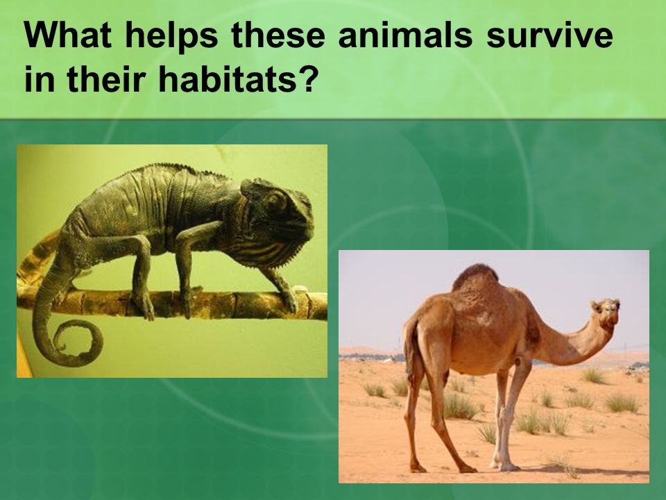 Introduction to Animal Adaptations Primary Education Oasis. - ppt download