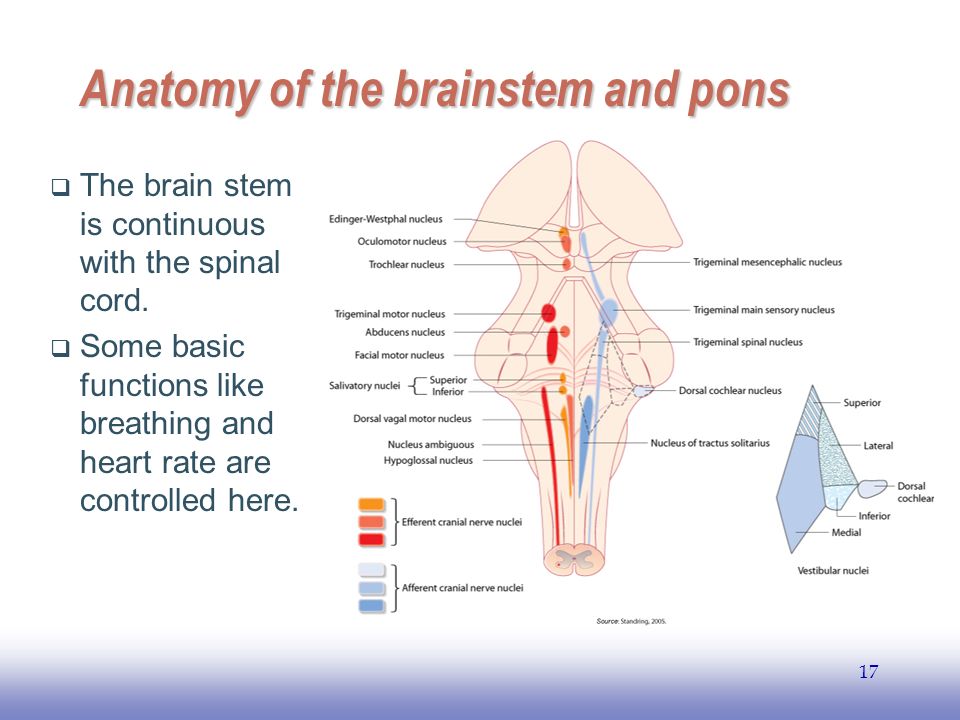 EE Anatomy of the brainstem and pons  The brain stem is continuous with the spinal cord.
