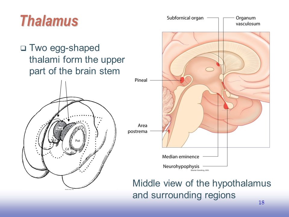 EE Thalamus  Two egg-shaped thalami form the upper part of the brain stem Middle view of the hypothalamus and surrounding regions