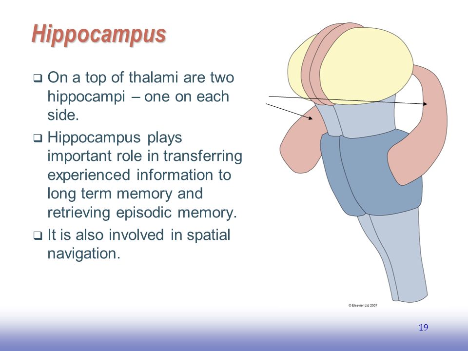 EE Hippocampus  On a top of thalami are two hippocampi – one on each side.