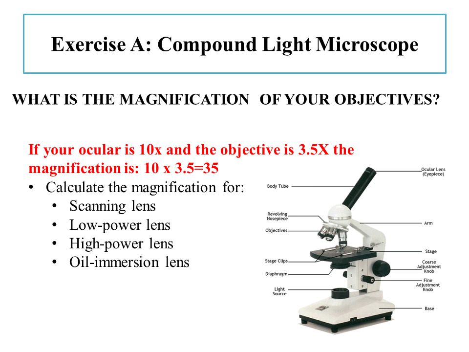 The Microscope Exercise A Compound Light Microscope Ppt Download