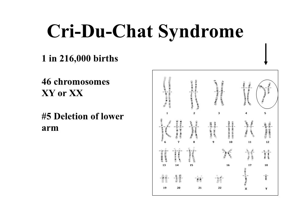 Cri Du Chat Statistics Chart