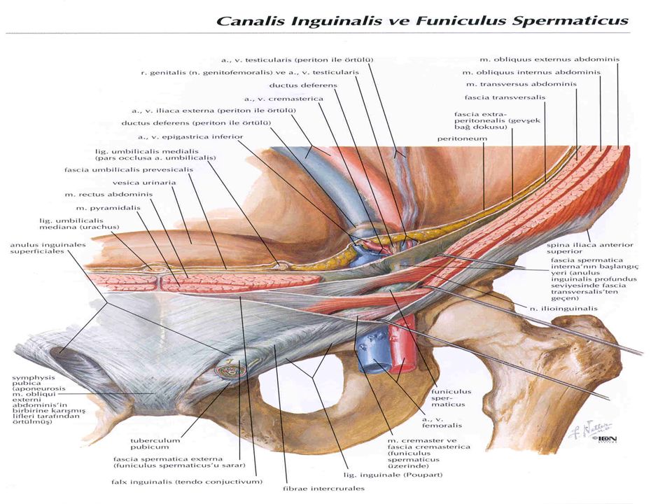 Anterior Abdominal Wall And The Inguinal Region Ppt Video Online Download