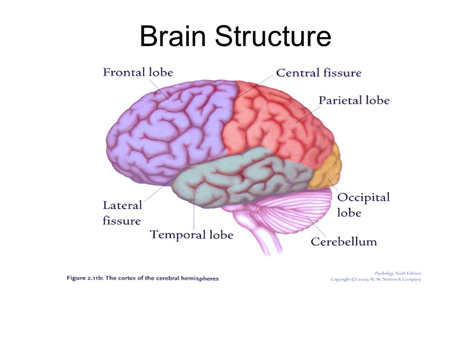 Brain structure. Physical structure of the Human Brain. Brain structure and function. Головной мозг на английском.