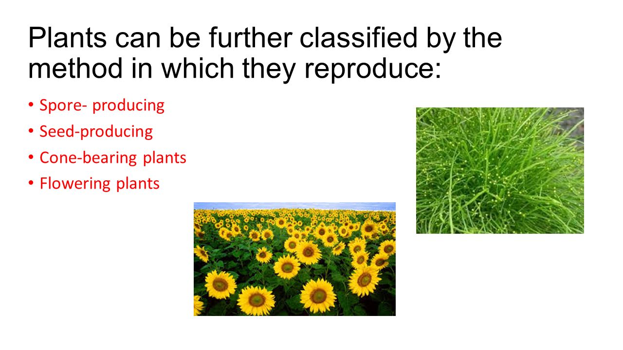 Plant Reproduction 6 2 3 6 2 4 Sexual Reproduction Of Plants Ppt Download Plant Reproduction 6 2 3 6 2 4 Sexual Reproduction Of Plants Ppt Download