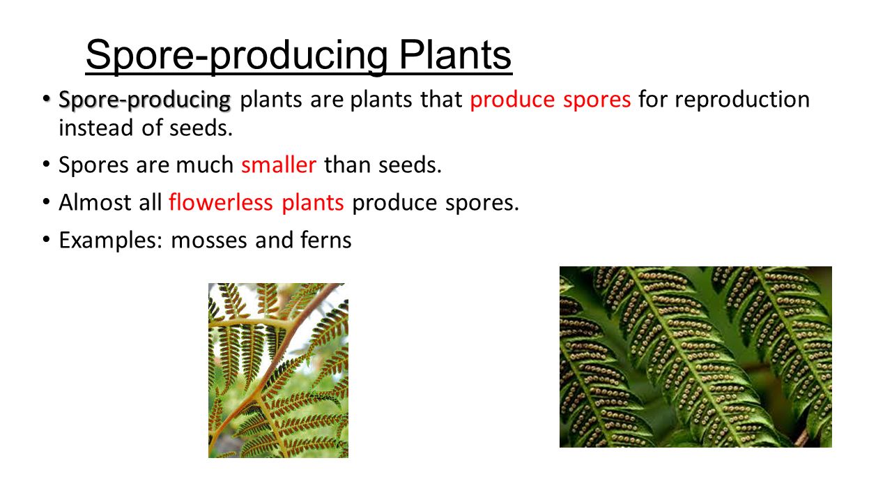 Plant Reproduction 6 2 3 6 2 4 Sexual Reproduction Of Plants Ppt Download