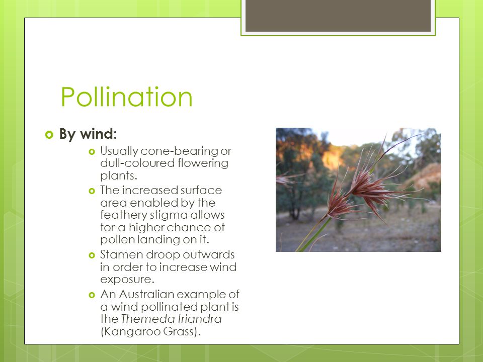 Pollination  By wind:  Usually cone-bearing or dull-coloured flowering plants.