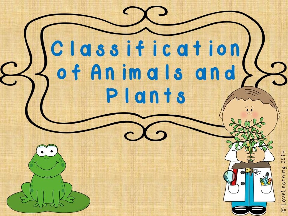 Scientists classify animals and nonliving things into groups according to their  features or characteristics in order to understand how animals compare. -  ppt download