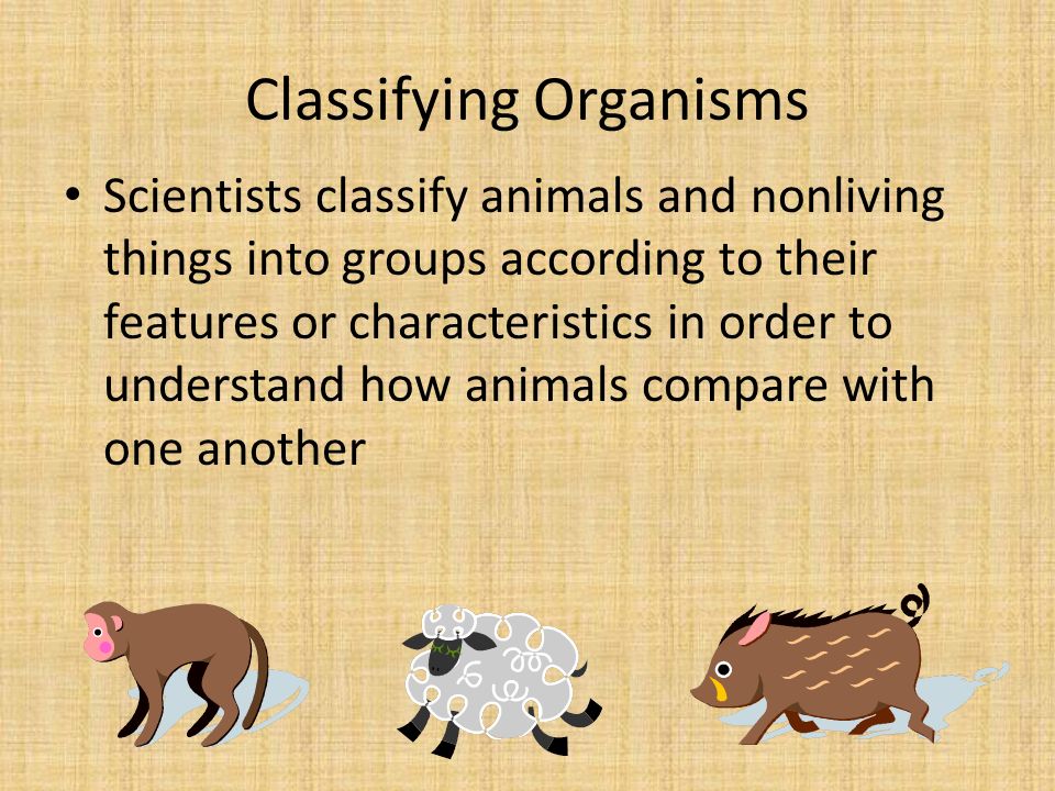 Scientists classify animals and nonliving things into groups according to their  features or characteristics in order to understand how animals compare. -  ppt download