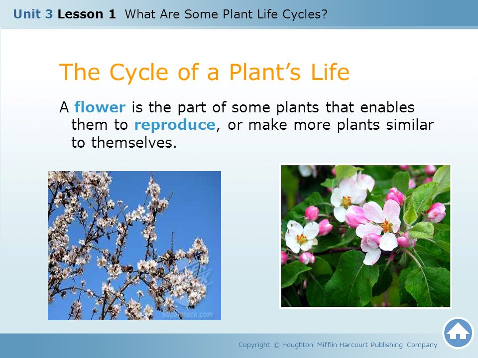 Unit 3 Lesson 1 What Are Some Plant Life Cycles Copyright C Houghton Mifflin Harcourt Publishing Company Ppt Download