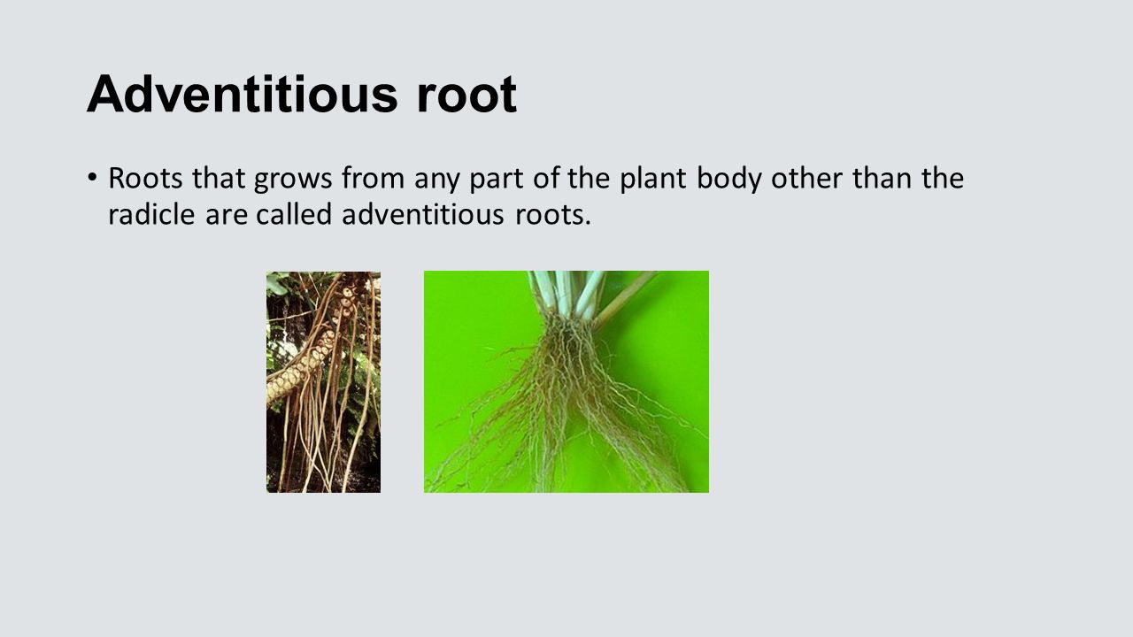 Summer 16 Cbt110 The Roots Root Is The Organ Of The Plant Originates From The Radicle Of The Embryo The First Root That Comes From A Plant Is Called Ppt Download Summer 16 Cbt110 The Roots Root Is The Organ Of The Plant Originates From The Radicle Of The Embryo The First Root That Comes From A Plant Is Called Ppt Download
